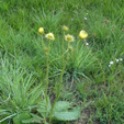 berkheya radula