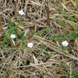 convolvulus sagittatus