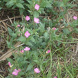 oenothera rosea