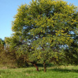 Acacia karroo