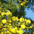 Acacia karroo