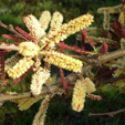 acacia galpinii