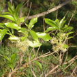combretum erythrophyllum