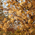 dombeya rotundifolia