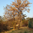 dombeya rotundifolia